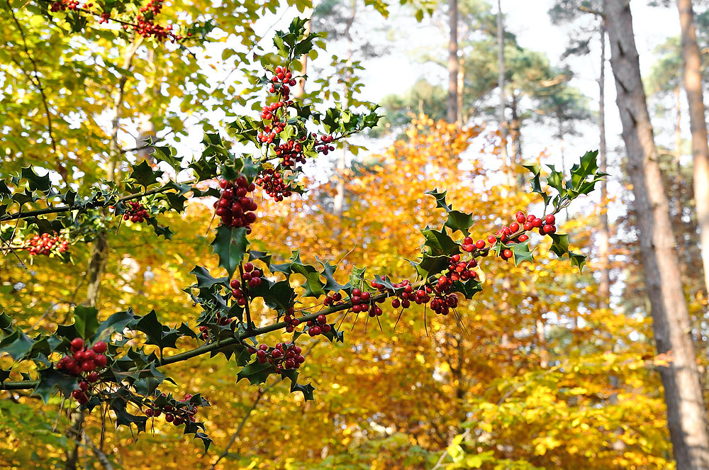 Herbstwald-11061.jpg